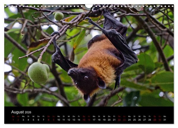Produktbild: Sri Lanka - Tierische Momente (Wandkalender 2026 DIN A3 quer), CALVENDO Monatskalender