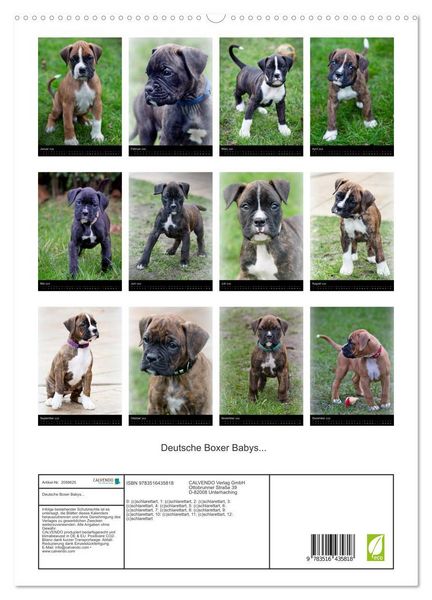 Produktbild: Deutsche Boxer Babys... (hochwertiger Premium Wandkalender 2026 DIN A2 hoch), Kunstdruck in Hochglanz