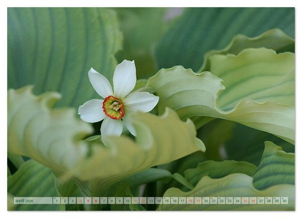 Produktbild: DES FLEURS ENCHANTERESSES (Calendrier mural 2026 DIN A2 vertical), CALVENDO calendrier mensuel