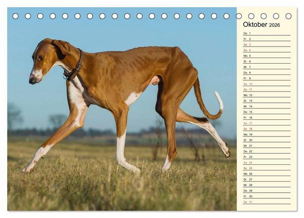 Produktbild: Windhund der W&uuml;ste - Der Azawakh (Tischkalender 2026 DIN A5 quer), CALVENDO Monatskalender