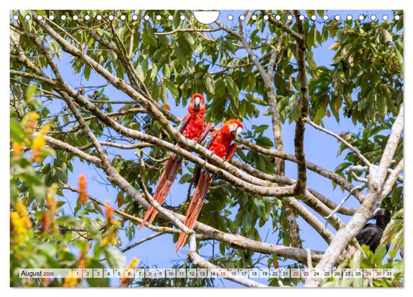 Produktbild: Costa Rica - Tierwelt und Landschaften (Wandkalender 2026 DIN A4 quer), CALVENDO Monatskalender
