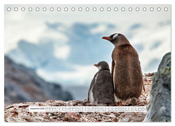 Produktbild: L'Antarctique magique (Calendrier de bureau 2026 DIN A5 vertical), CALVENDO calendrier mensuel