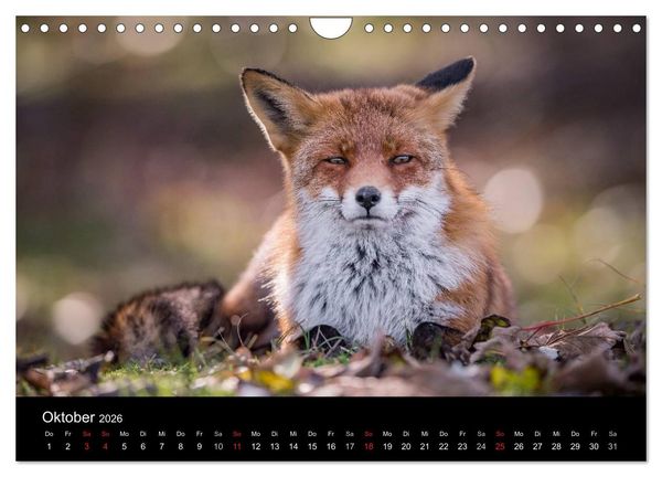 Produktbild: Rotf&uuml;chse (Wandkalender 2026 DIN A4 quer), CALVENDO Monatskalender