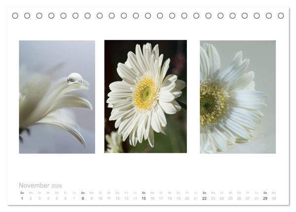 Produktbild: Blumen Trilogien (Tischkalender 2026 DIN A5 quer), CALVENDO Monatskalender