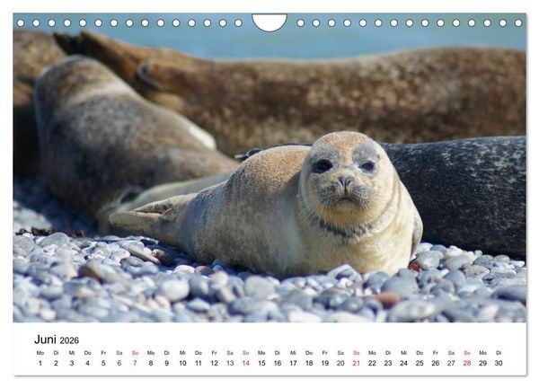 Produktbild: Das Leben der Robben (Wandkalender 2026 DIN A4 quer), CALVENDO Monatskalender