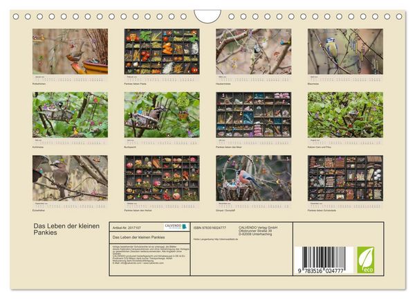 Produktbild: Das Leben der kleinen Pankies (Wandkalender 2026 DIN A4 quer), CALVENDO Monatskalender