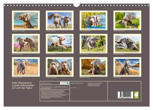 Produktbild: Edle Weimaraner. Loyale Silberseelen im Licht der Natur (Wandkalender 2026 DIN A3 quer), CALVENDO Monatskalender