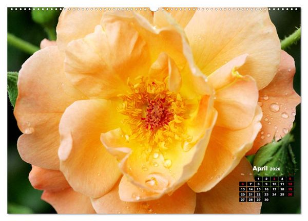 Produktbild: Magie der Rosen (hochwertiger Premium Wandkalender 2026 DIN A2 quer), Kunstdruck in Hochglanz