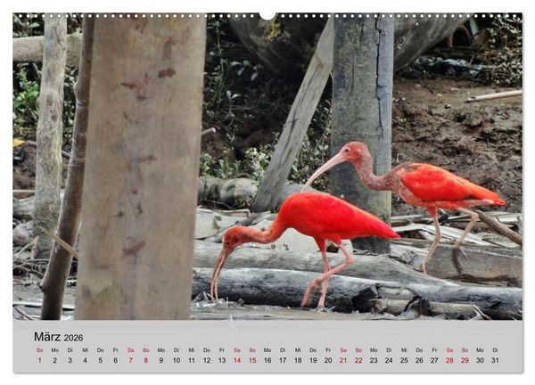 Produktbild: Venezuela - Natur pur Orinoco Delta und die Anden (Wandkalender 2026 DIN A2 quer), CALVENDO Monatskalender