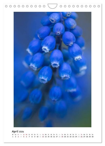Produktbild: Blauer Bl&uuml;tenzauber (Wandkalender 2026 DIN A4 hoch), CALVENDO Monatskalender