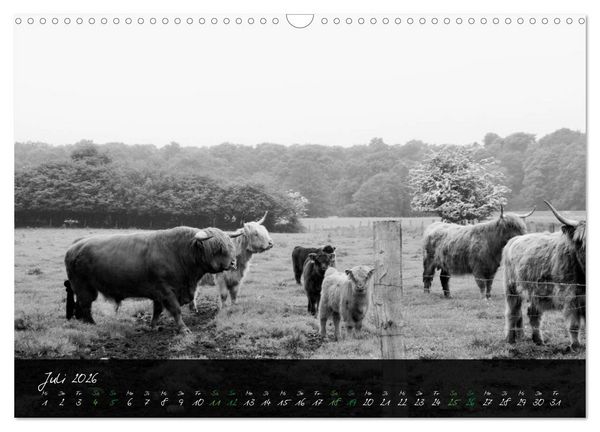 Produktbild: Highland Cattle vom Nordlicht - Faszination Hochland Rind (Wandkalender 2026 DIN A3 quer), CALVENDO Monatskalender