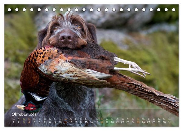 Produktbild: Jagdhunde - Treue Waidgesellen (Tischkalender 2026 DIN A5 quer), CALVENDO Monatskalender