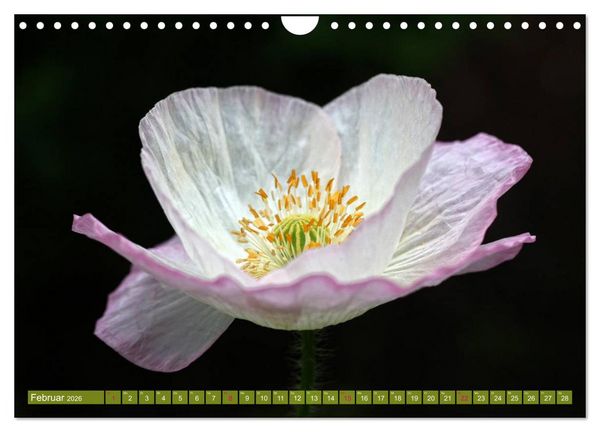 Produktbild: Mohn Tage (Wandkalender 2026 DIN A4 quer), CALVENDO Monatskalender