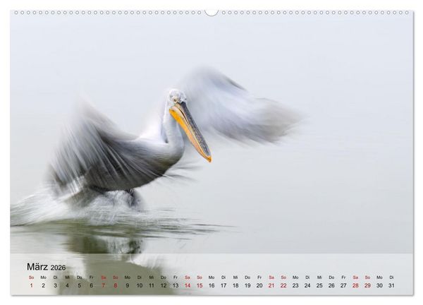 Produktbild: Krauskopfpelikane (hochwertiger Premium Wandkalender 2026 DIN A2 quer), Kunstdruck in Hochglanz