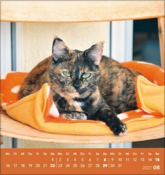 Produktbild: Schmusekatzen 2027