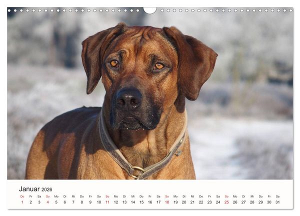 Produktbild: Rhodesian Ridgeback Sch&ouml;nheit aus Afrika (Wandkalender 2026 DIN A3 quer), CALVENDO Monatskalender
