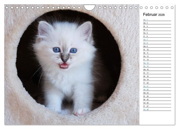 Produktbild: Heilige Birma Kitten mit Planer (Wandkalender 2026 DIN A4 quer), CALVENDO Monatskalender