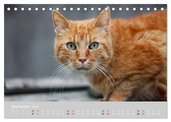 Produktbild: Katzen des S&uuml;dens (Tischkalender 2026 DIN A5 quer), CALVENDO Monatskalender