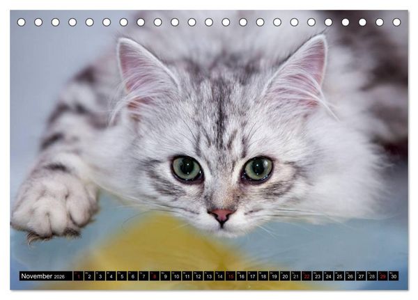 Produktbild: Rassekatzen (Tischkalender 2026 DIN A5 quer), CALVENDO Monatskalender