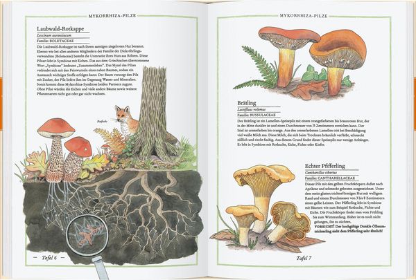 Produktbild: Steinpilz, Tr&uuml;ffel, Pfifferling