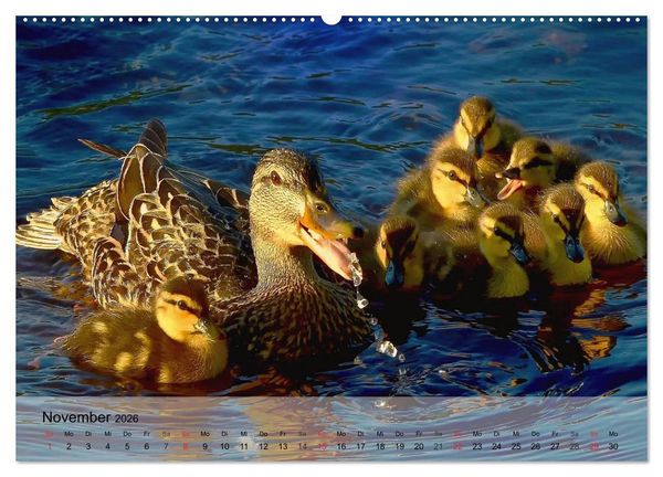 Produktbild: G&auml;nse und Enten. Schnattern, watscheln, quaken! (Wandkalender 2026 DIN A2 quer), CALVENDO Monatskalender