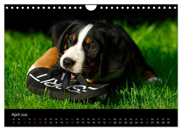 Produktbild: Welpen 2026 (Wandkalender 2026 DIN A4 quer), CALVENDO Monatskalender