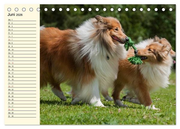 Produktbild: Collie - Mein bester Freund (Tischkalender 2026 DIN A5 quer), CALVENDO Monatskalender