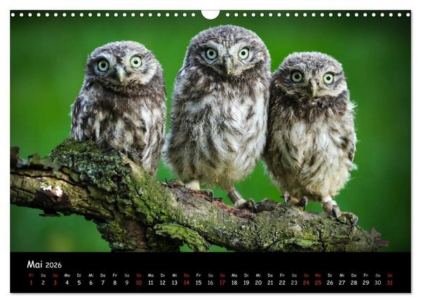 Produktbild: Billerbeck - Perle der Baumberge (Wandkalender 2026 DIN A3 quer), CALVENDO Monatskalender