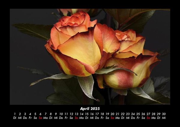 Produktbild: Blumentr&auml;ume 2025 Fotokalender DIN A3