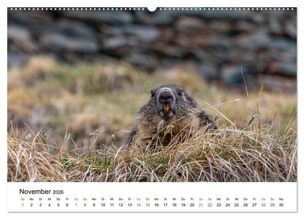 Produktbild: Gr&uuml;&szlig;e aus K&auml;rnten (Wandkalender 2026 DIN A2 quer), CALVENDO Monatskalender
