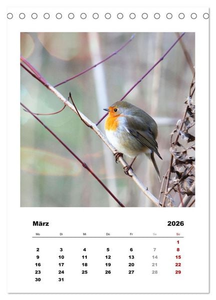 Produktbild: Rotkehlchen, s&uuml;&szlig;e kleine Knutschkugeln (Tischkalender 2026 DIN A5 hoch), CALVENDO Monatskalender