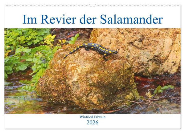 Produktbild: Im Revier der Salamander (Wandkalender 2026 DIN A2 quer), CALVENDO Monatskalender
