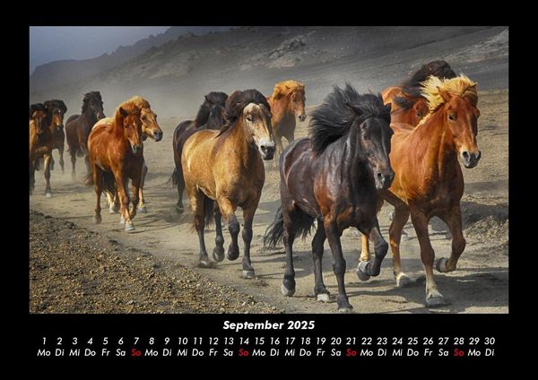 Produktbild: Pferdegefl&uuml;ster 2025 Fotokalender DIN A3