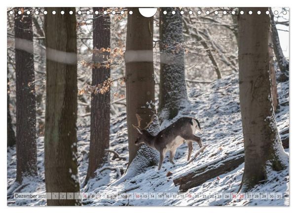 Produktbild: Emotionale Momente: Das Damwild. (Wandkalender 2027 DIN A4 quer), CALVENDO Monatskalender