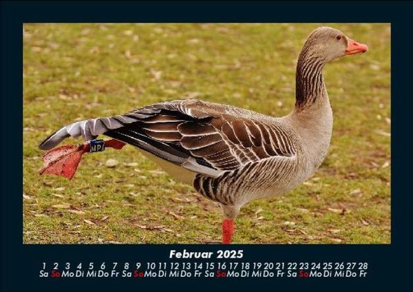 Produktbild: Welt der V&ouml;gel 2025 Fotokalender DIN A5