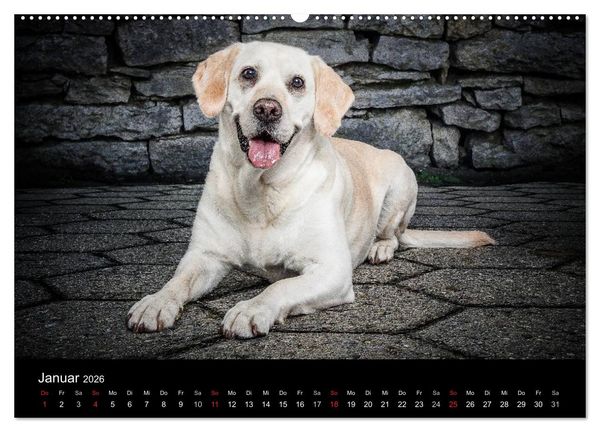 Produktbild: Urban Dogs - Hundekalender der anderen Art (Wandkalender 2026 DIN A2 quer), CALVENDO Monatskalender