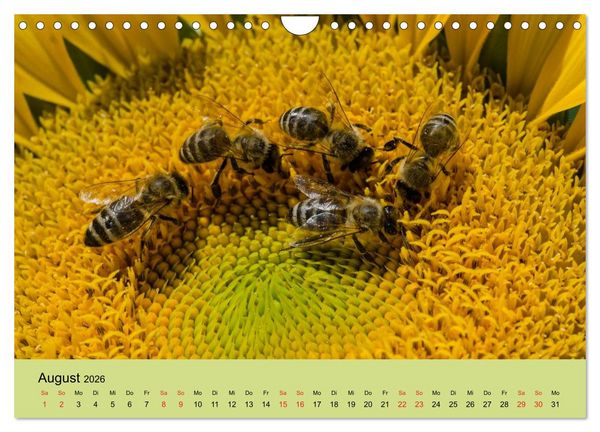 Produktbild: Bienen bei der Arbeit (Wandkalender 2026 DIN A4 quer), CALVENDO Monatskalender