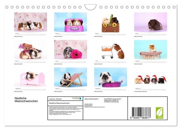 Produktbild: Niedliche Meerschweinchen (Wandkalender 2026 DIN A4 quer), CALVENDO Monatskalender