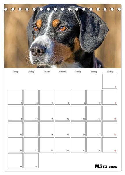 Produktbild: Entlebucher Sennenhunde begleiten Sie durch das Jahr (Tischkalender 2026 DIN A5 hoch), CALVENDO Monatskalender