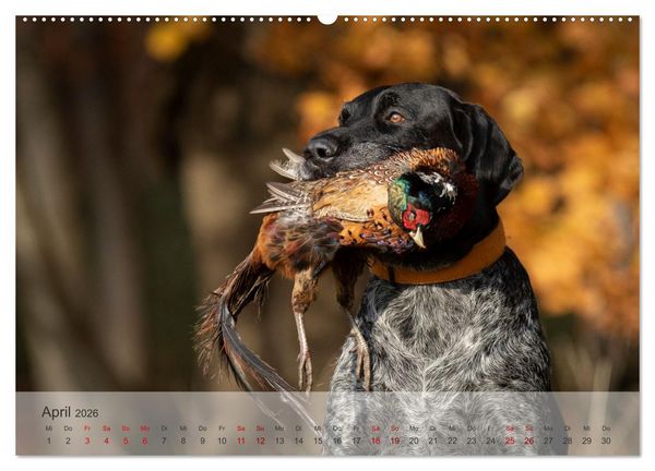 Produktbild: Treue Jagdgef&auml;hrten - Der Deutsch Drahthaar (Wandkalender 2026 DIN A2 quer), CALVENDO Monatskalender