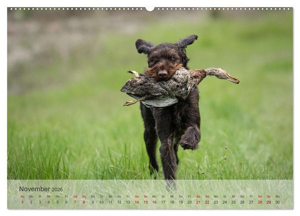 Produktbild: Treue Jagdgef&auml;hrten - Der Deutsch Drahthaar (Wandkalender 2026 DIN A2 quer), CALVENDO Monatskalender