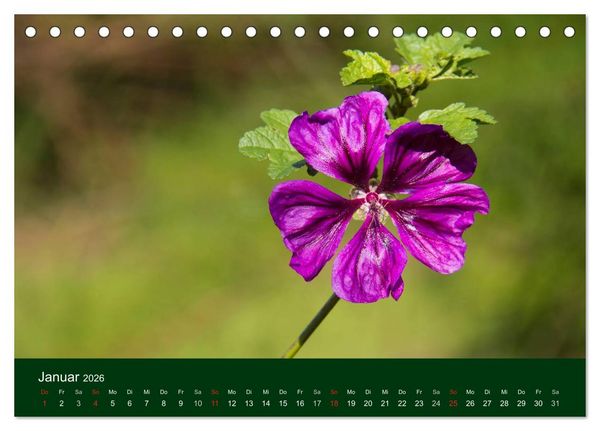 Produktbild: Blumen und Bl&uuml;ten (Tischkalender 2026 DIN A5 quer), CALVENDO Monatskalender