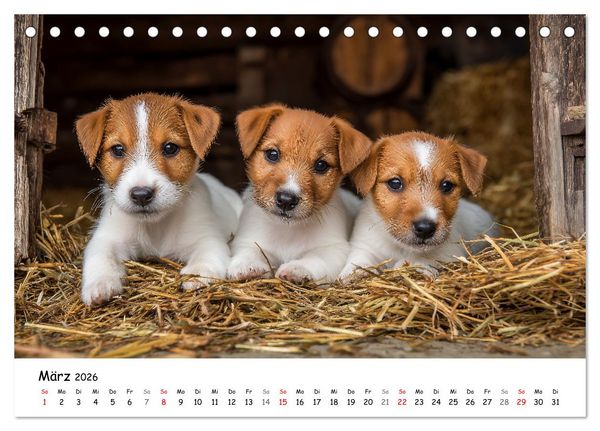 Produktbild: JACK RUSSEL - Kleine Hunde mit gro&szlig;em Charakter (Tischkalender 2026 DIN A5 quer), CALVENDO Monatskalender
