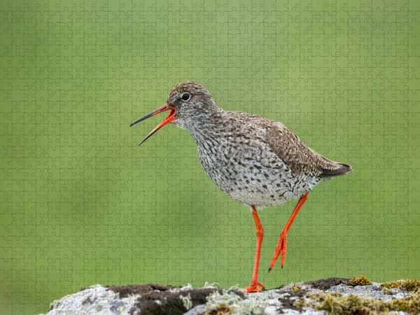 Produktbild: CALVENDO Puzzle Rotschenkel | 1000 Teile Lege-Gr&ouml;&szlig;e 64x48cm Foto-Puzzle f&uuml;r gl&uuml;ckliche Stunden