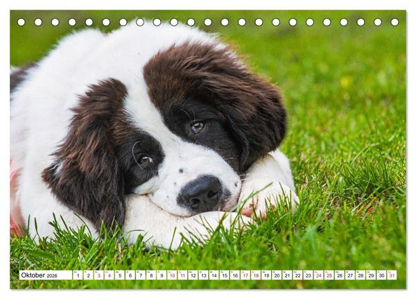 Produktbild: Traumhund Landseer (Tischkalender 2026 DIN A5 quer), CALVENDO Monatskalender