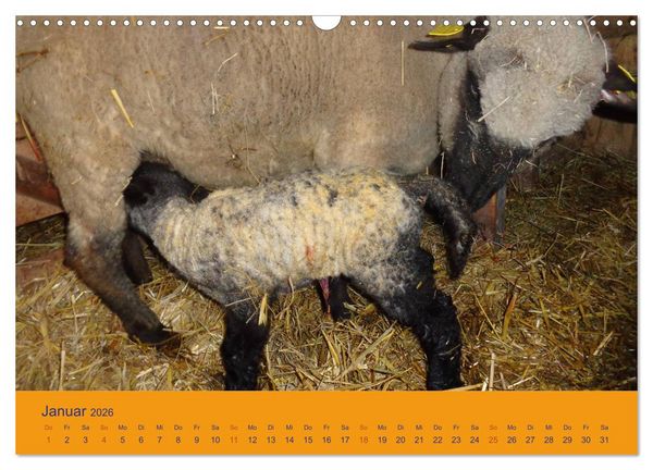 Produktbild: Shropshire Schafe (Wandkalender 2026 DIN A3 quer), CALVENDO Monatskalender