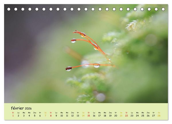 Produktbild: Le monde majestueux des mousses (Calendrier de bureau 2026 DIN A5 vertical), CALVENDO calendrier mensuel