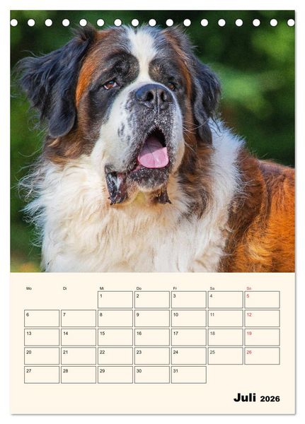 Produktbild: Bernhardiner - Mit dem St. Bernhardshund durch das Jahr (Tischkalender 2026 DIN A5 hoch), CALVENDO Monatskalender