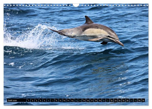 Produktbild: Big Five aus dem Ozean Hai, Delphin, Wal, Robbe, Pinguin (Wandkalender 2026 DIN A3 quer), CALVENDO Monatskalender