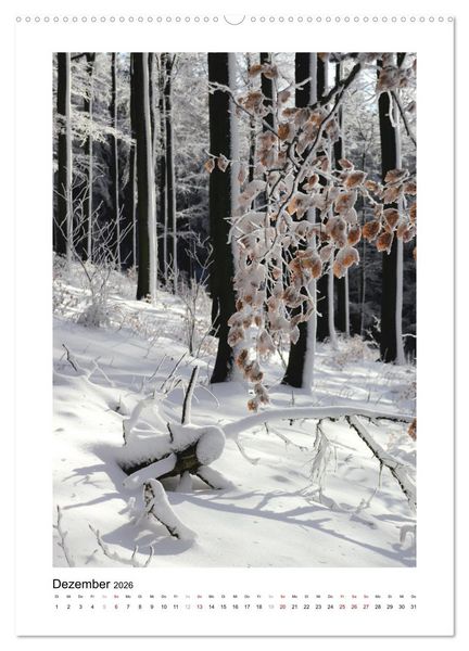 Produktbild: Mein Sehnsuchtsort, der Wald (Wandkalender 2026 DIN A2 hoch), CALVENDO Monatskalender